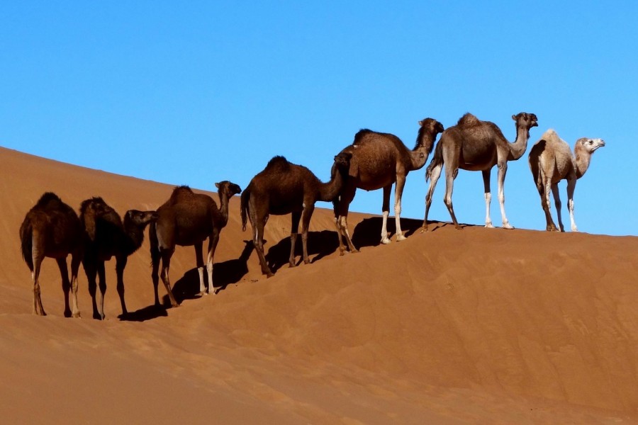 Marrakech & The dunes of the erg Chebbi 
